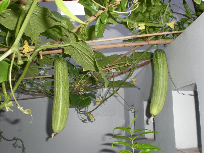 Dưa chuột có thể trồng trong vườn nhỏ hoặc thùng xốp, chậu trên ban công, sân thượng. Ảnh: Dân Việt.