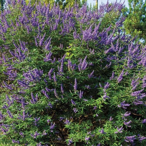 Hoa trinh nữ Địa Trung Hải thường nở rộ vào tháng 7, tháng 8. Ảnh: Gurneys.