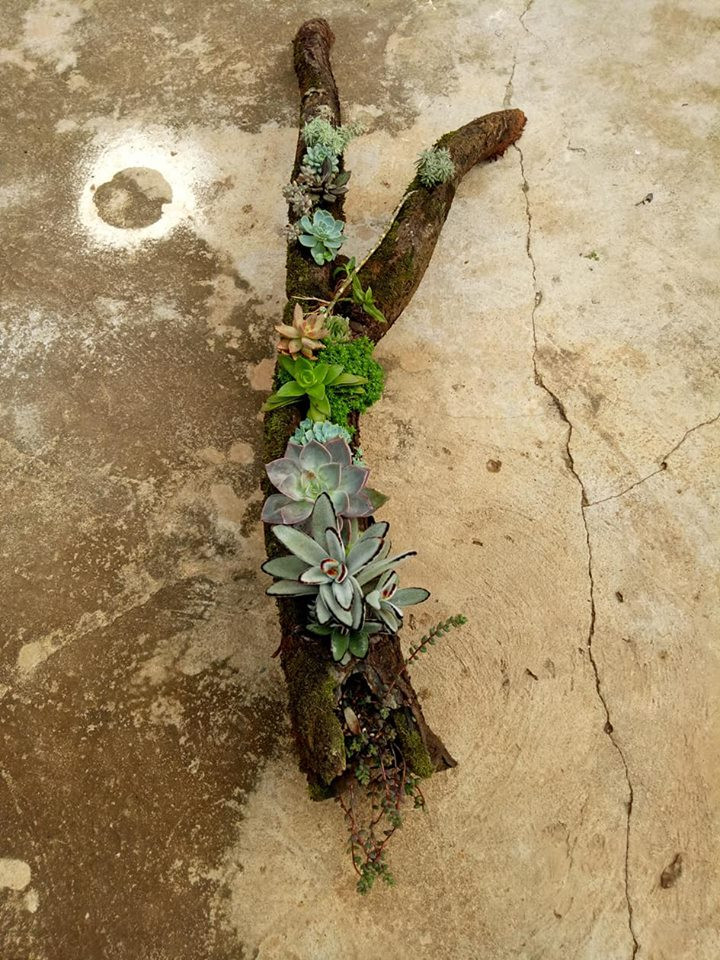 Theo người trồng, nguyên liệu để tạo nên tiểu cảnh này khá đơn giản.