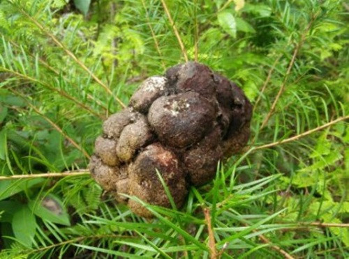 Ở Việt Nam, nấm phục linh thiên được phát hiện lần đầu tiên ở dãy Hoàng Liên Sơn. Ngoài ra, nấm phục linh thiên còn được tìm thấy ở vùng núi của tỉnh Lâm Đồng, Đà Nẵng. Ảnh: Tuvansuckhoe.