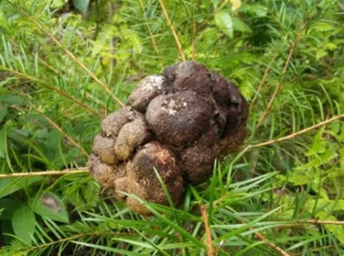 Ở Việt Nam, nấm phục linh thiên được phát hiện lần đầu tiên ở dãy Hoàng Liên Sơn. Ngoài ra, nấm phục linh thiên còn được tìm thấy ở vùng núi của tỉnh Lâm Đồng, Đà Nẵng. Ảnh: Tuvansuckhoe.