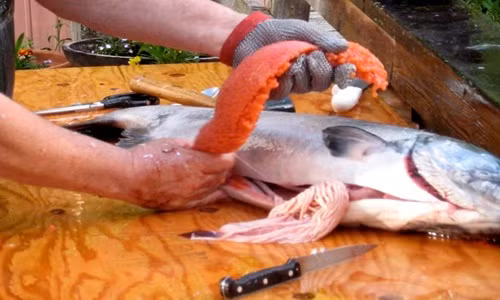 Trứng cá hồi có giá trị cao nhất khi còn nguyên vẹn bởi khi đó trứng cá chắc, ăn giòn. Nếu trứng bị nén hoặc vỡ sẽ giảm giá trị và giá bán sẽ thấp hơn giá thị trường. Nguồn ảnh: Youtube.