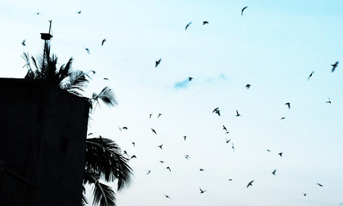 Đến năm 2017, số hộ nuôi chim yến trong tỉnh đã tăng lên thành 519 hộ với tổng đàn ước tính hơn 256.000 con. Ảnh: Zing.