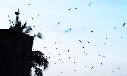 Đến năm 2017, số hộ nuôi chim yến trong tỉnh đã tăng lên thành 519 hộ với tổng đàn ước tính hơn 256.000 con. Ảnh: Zing.