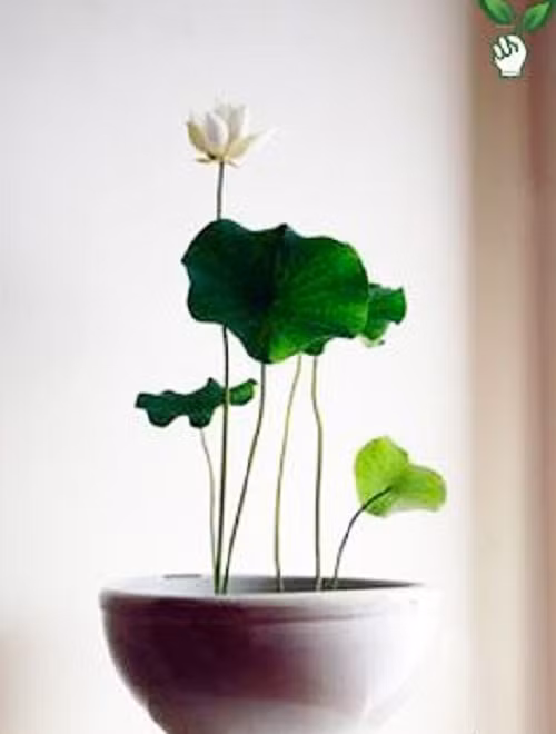 Bonsai sen mini để bàn được nhiều chị em yêu thích.