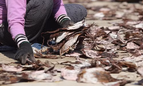 Tàu ít cũng kiếm được 15-20kg mực, thu về 60 triệu đồng. Ảnh: Dân Việt.