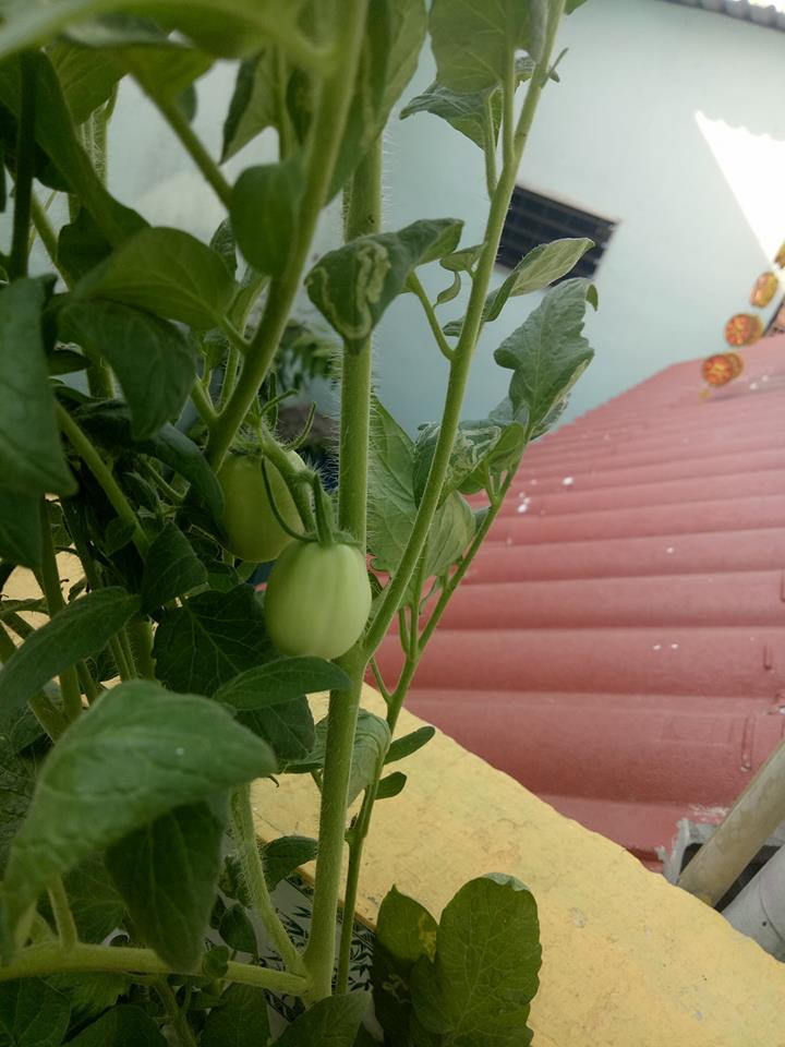 Với cà chua, nên tưới nước thường xuyên và bón phân khi ra hoa để cây đậu quả nhiều hơn. Ảnh: FB.