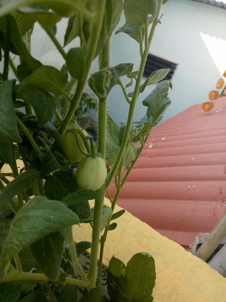 Với cà chua, nên tưới nước thường xuyên và bón phân khi ra hoa để cây đậu quả nhiều hơn. Ảnh: FB.