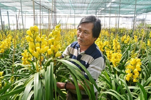 Dịp Tết hàng năm, vườn lan Anh Quỳnh cung cấp ra thị trường khoảng 3.000 cành địa lan. Ảnh: Cand.