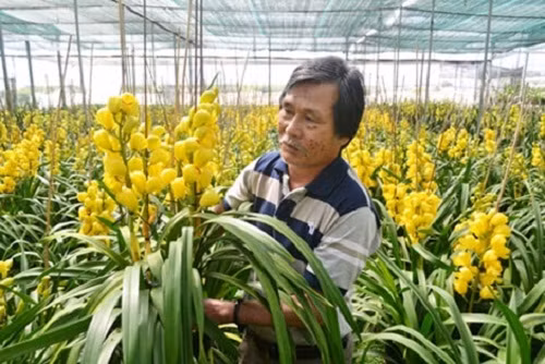 Dịp Tết hàng năm, vườn lan Anh Quỳnh cung cấp ra thị trường khoảng 3.000 cành địa lan. Ảnh: Cand.