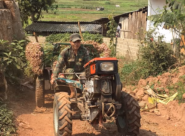 Nhờ vậy, hàng năm các hộ trồng tỏi tía tại Yên Châu thu nhập gần 100 triệu đồng. Đời sống của bà con ngày được nâng cao. Ảnh: Dân Việt.