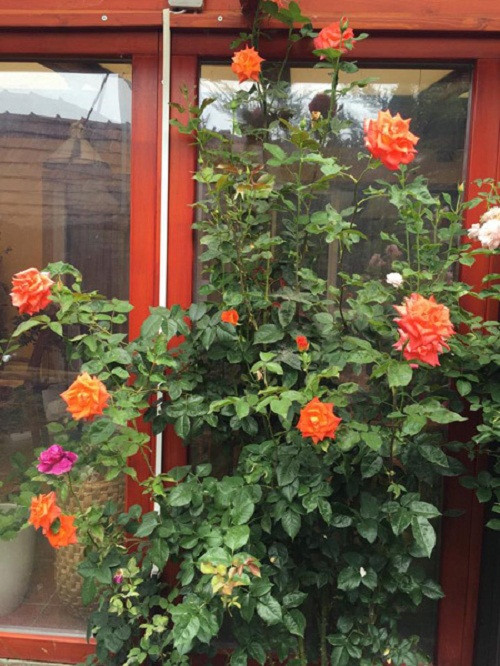 Khóm hồng lấp ló phía sau cửa. Ảnh: Kenhphunu.