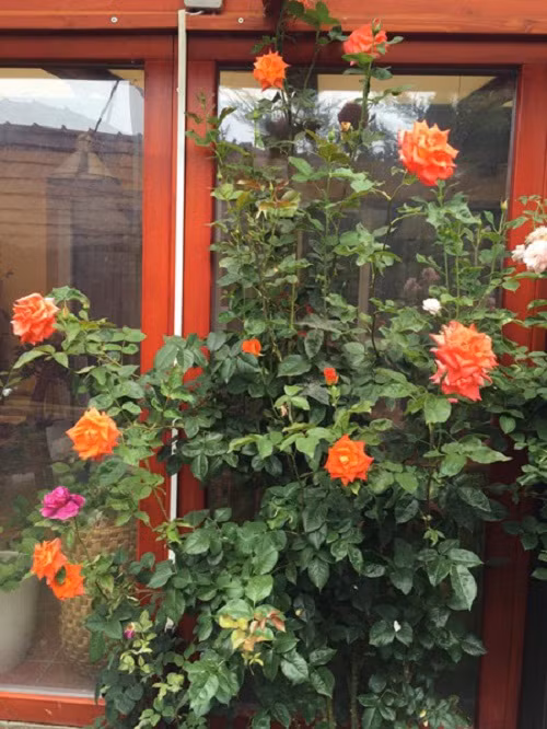 Khóm hồng lấp ló phía sau cửa. Ảnh: Kenhphunu.