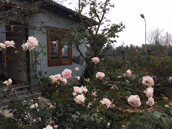 Những bụi hoa hồng đua nhau khoe sắc. Ảnh: Kientrucavas.