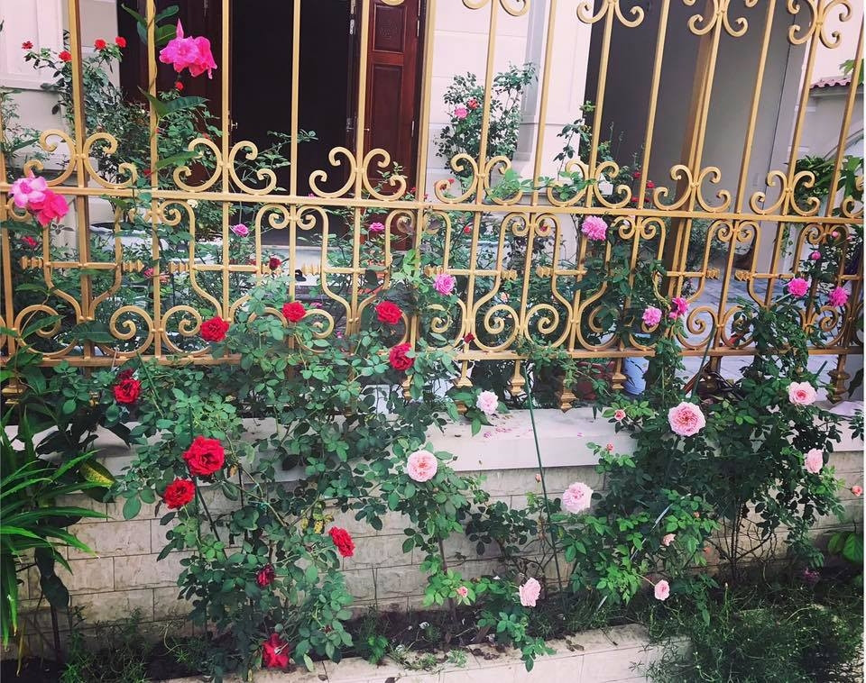 Hàng rào hoa hồng đẹp hút mắt. Ảnh: Đời sống &amp; Pháp lý.