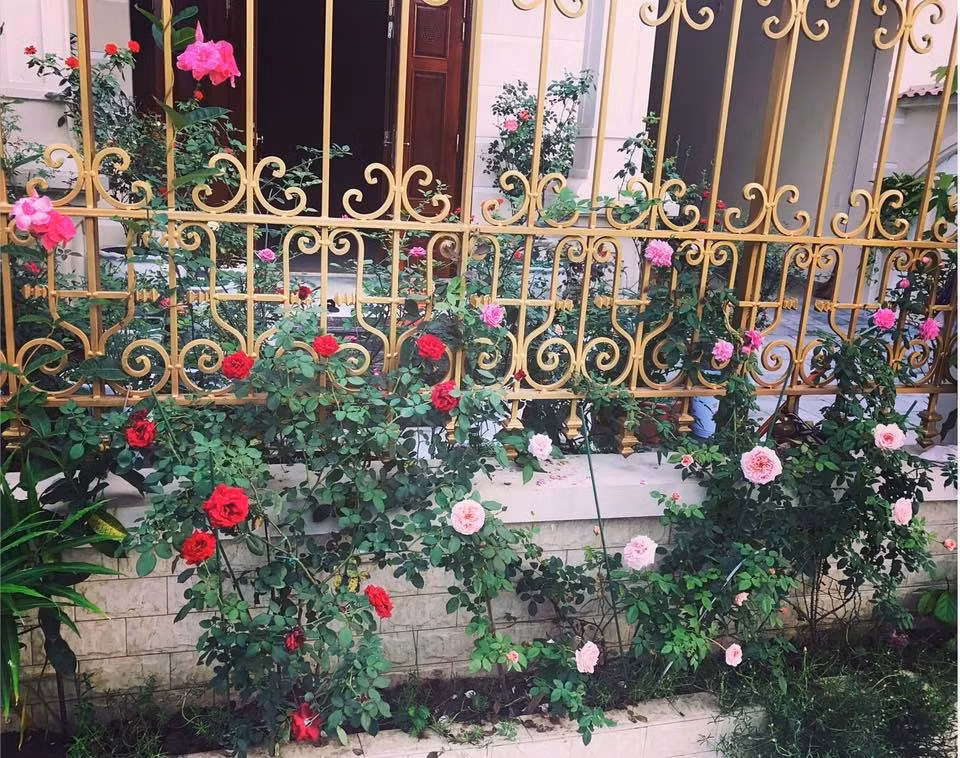 Hàng rào hoa hồng đẹp hút mắt. Ảnh: Đời sống &amp; Pháp lý.