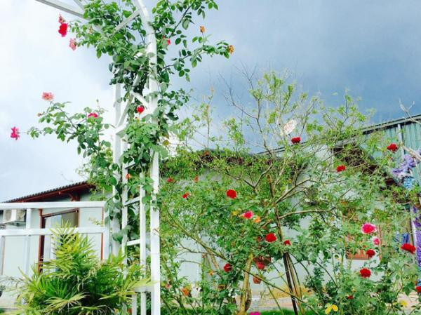 Cổng nhà ấn tượng với giàn hoa hồng leo rực rỡ. Ảnh: Kientrucavas.