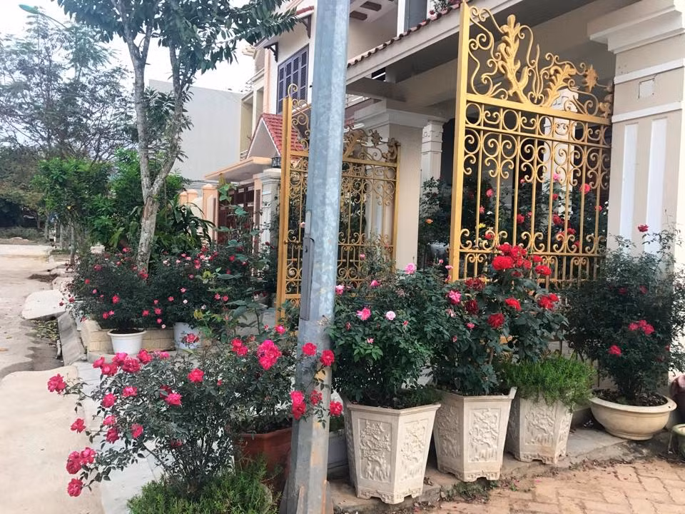 Những chậu hoa hồng được đặt kín ngay từ ngoài cổng. Ảnh: Đời sống &amp; Pháp lý.