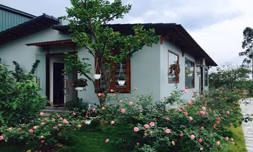 Những khóm hoa hồng xung quanh nhà tạo nên khung cảnh thơ mộng và bình yên. Ảnh: Kientrucavas.