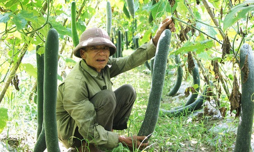 Ông Nguyễn Văn Liên bên ruộng bí trĩu quả - Ảnh: DOÃN HÒA