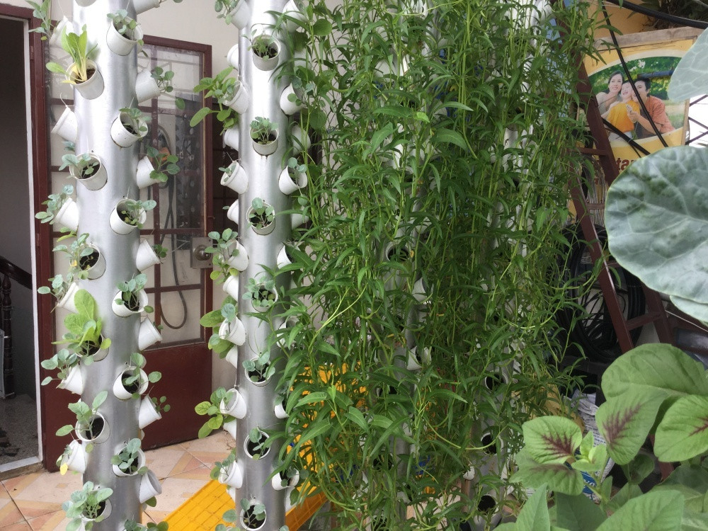 Để tiết kiệm diện tích, chị Loan sử dụng cột với nhiều trụ rau tiện lợi. Ảnh: DSPL.