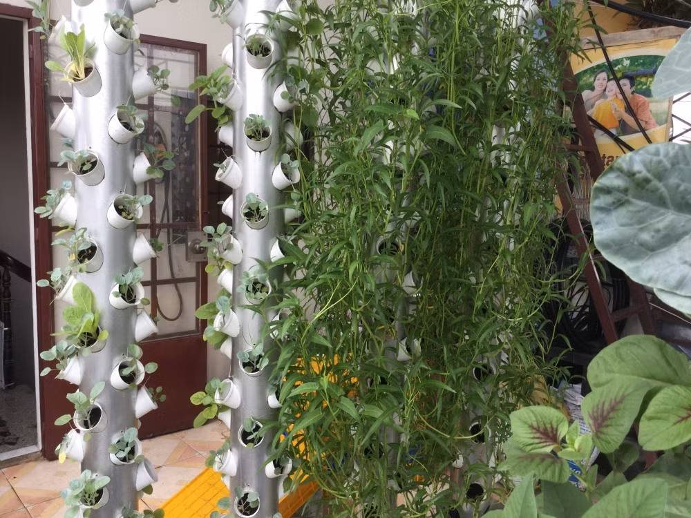 Để tiết kiệm diện tích, chị Loan sử dụng cột với nhiều trụ rau tiện lợi. Ảnh: DSPL.