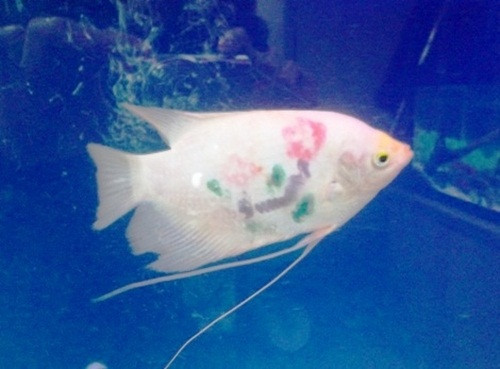 Theo một số người bán, việc xăm trên con cá cũng giống như xăm ở người nên chỉ một số giống cá đủ khỏe mới chịu được cách thức "làm đẹp" này, như cá hồng két, cá phát tài. Ảnh: Petrotimes.