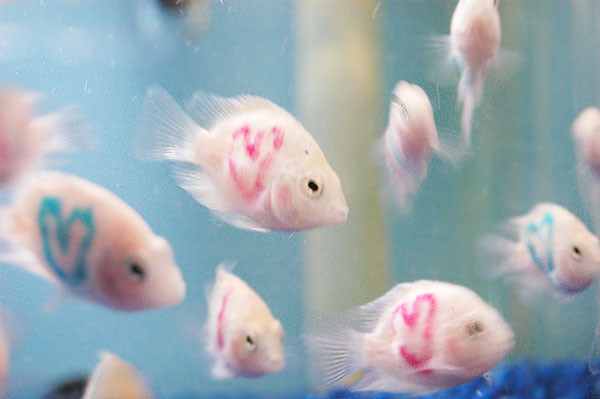 Một con cá xăm hình trái tim. Ảnh: Tinmoitruong.