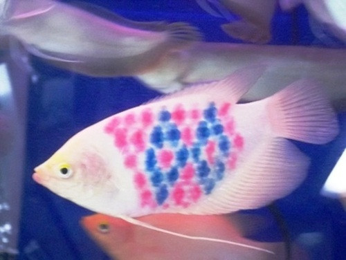 Giá một chú cá xăm mình khoảng 100.000 đồng/con (loại nhỏ), giá cá to là 700.000 – 800.000 đồng/con. Ảnh: Petrotimes.