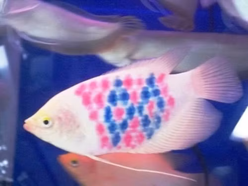 Giá một chú cá xăm mình khoảng 100.000 đồng/con (loại nhỏ), giá cá to là 700.000 – 800.000 đồng/con. Ảnh: Petrotimes.