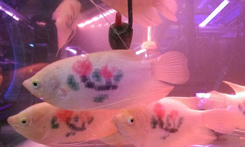  Cá cảnh xăm hình hoa lá. Ảnh: Yeah.