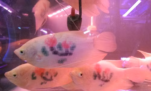  Cá cảnh xăm hình hoa lá. Ảnh: Yeah.