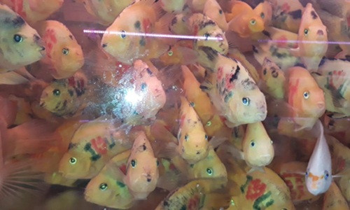 Cá được xăm mình với nhiều hình khác nhau như xăm hoa, xăm ca rô, xăm chữ…Ảnh: Youtube.