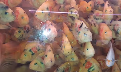 Cá được xăm mình với nhiều hình khác nhau như xăm hoa, xăm ca rô, xăm chữ…Ảnh: Youtube.