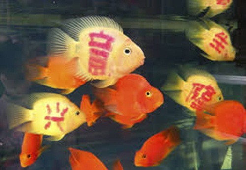 Cá còn được xăm chữ thư pháp đẹp mắt. Ảnh: Tinnongnghiep.