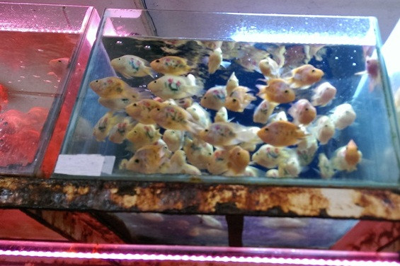 Cá xăm mình nổi bật trong các bể nước. Ảnh: Yeah.