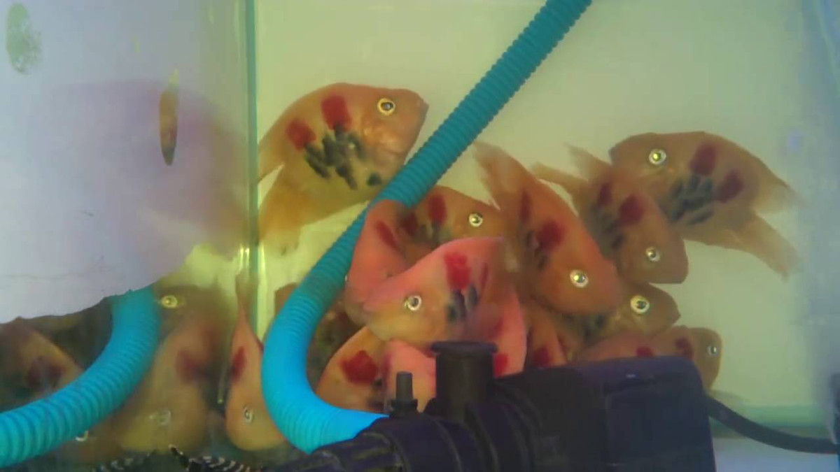 Cá hồng két xăm hoa hồng đẹp mắt. Ảnh: Youtube.