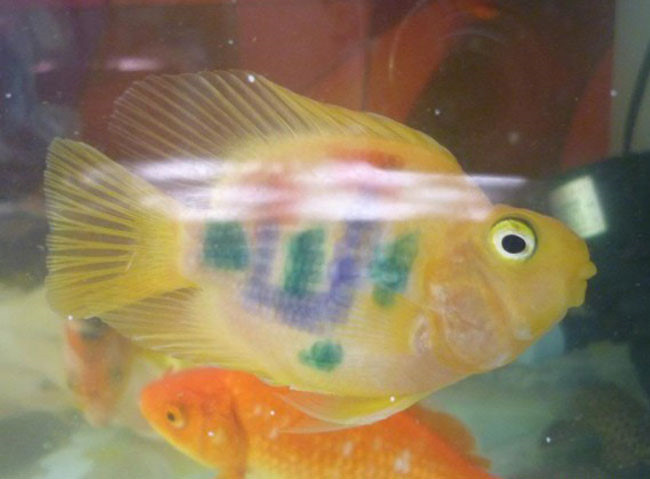 Thậm chí, có thời điểm cá xăm mình phức tạp còn được bán với giá gần 1 triệu đồng/con. Ảnh: Zing.