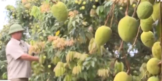 Vải U hồng thường cho thu hoạch sớm so với vải thiều chính vụ. Ảnh: VTV1.
