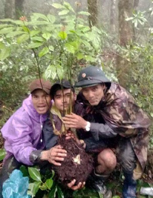 Ông Hồ Văn Giới và 2 người "thợ săn" đào được củ "sâm Ngọc Linh" hoang dã?