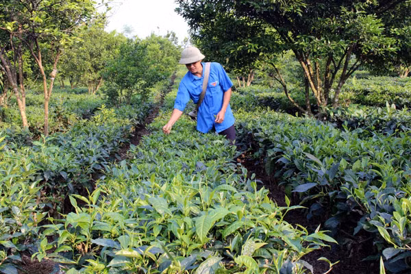 Đến thôn Tân Tiến, xã Tân Trịnh (Quang Bình, Hà Giang) ai cũng biết tới chàng thanh niên Nguyễn Văn Tới làm giàu từ cây chè. Ảnh: Baohagiang.