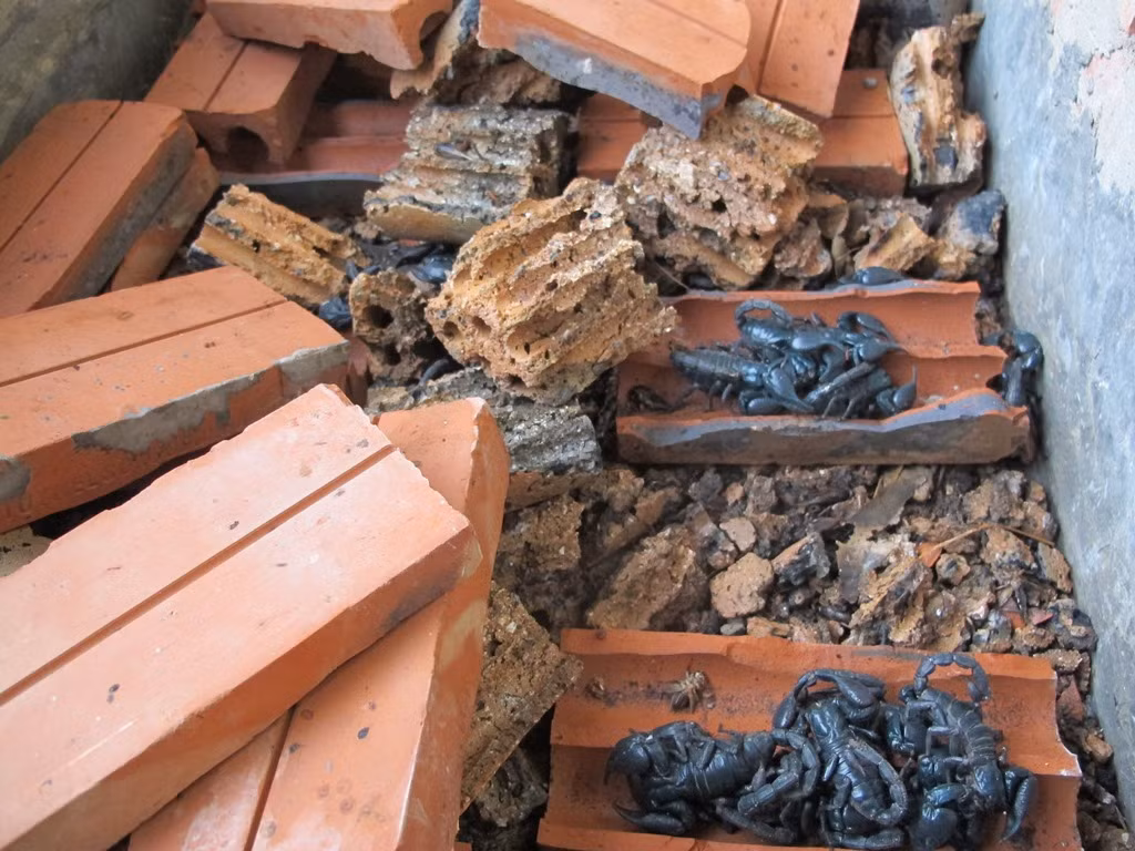 Mỗi tháng chị Xuân xuất ra thị trường khoảng 2,5 tấn dế, hơn 2 tạ sâu, 3 tạ bọ cạp, 500 con tắc kè...Trung bình thu lãi hơn 100 triệu đồng/tháng. Ảnh: Laodong.