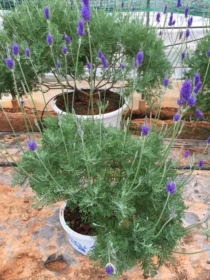 Những thế bonsai thường được nghệ nhân tạo hình là trái tim, hình tán chùm. Mỗi chậu có tới 200-300 bông. Ảnh: FB Trần Thanh Trúc.