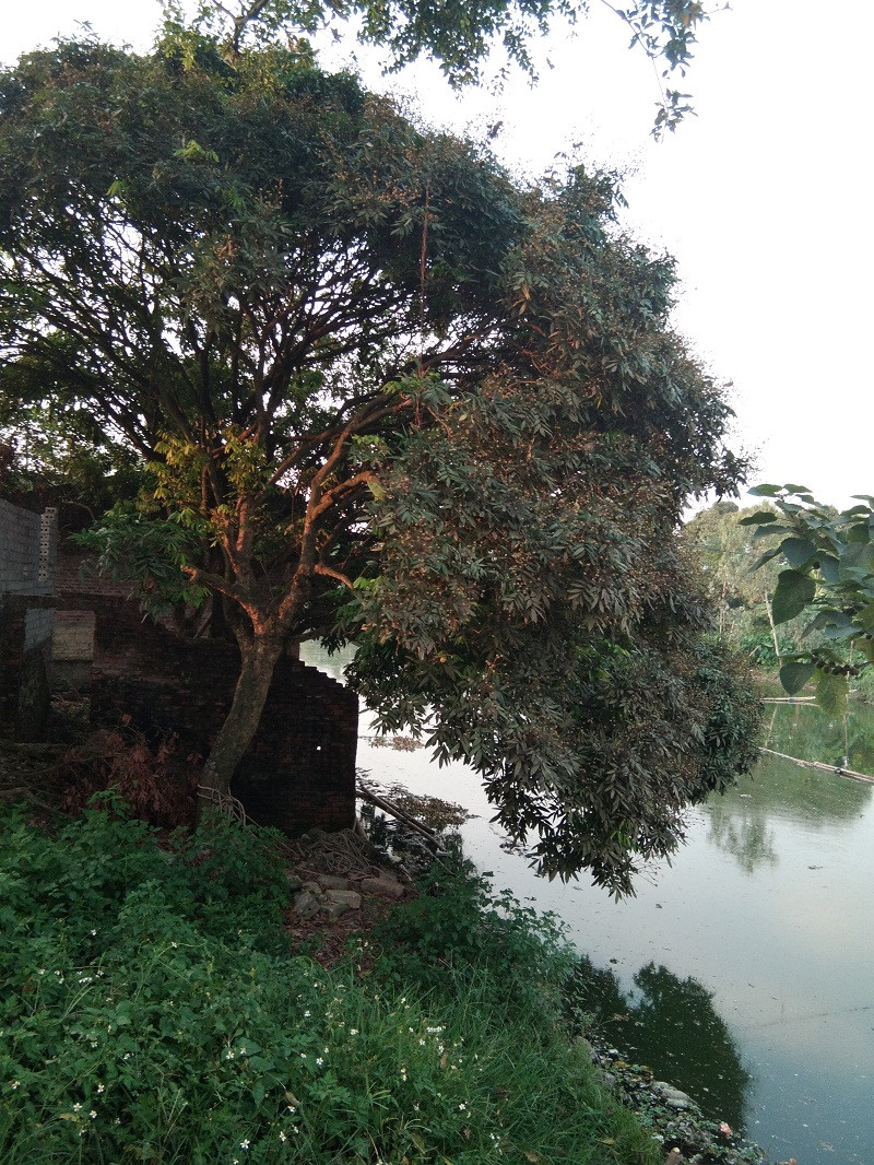 Một cây nhãn ít được chăm sóc vẫn trĩu quả rủ xuống mặt sông.