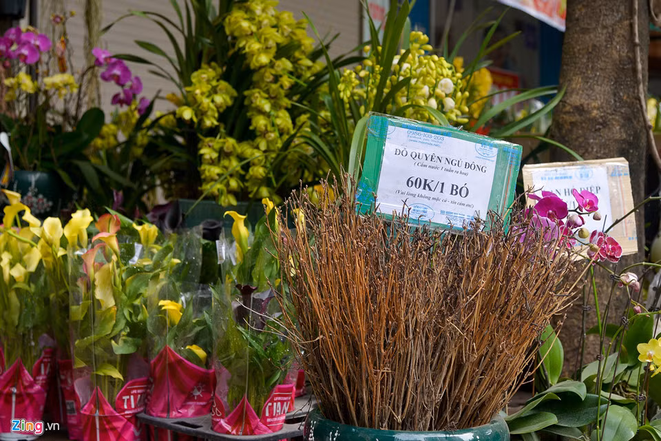 Thị trường Tết này còn xuất hiện loại hoa có tên gọi mỹ miều là đỗ quyên ngủ đông. Giá bán tại cửa hàng hoa này là 60.000 đồng/bó. Giống như bó củi khô nhưng chỉ cần cắm vào nước, hoa sẽ nở và có thể để được một tháng. Loại hoa này đang gây tranh cãi trái chiều khi có ý kiến cho rằng đây là hoa được tẩm ướp hóa chất độc hại, song lại có ý kiến nói hoa được áp dụng công nghệ sấy, bảo quản hiện đại.