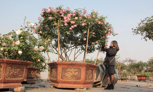 Các giống hồng cổ như hồng Quế, hồng Đào, hồng Nam Định, hồng leo Hải Phòng, hồng Sapa, hồng Bạch Xếp, hồng Bạch Vân Khôi đều có thể tìm thấy ở vườn hồng của Trang.