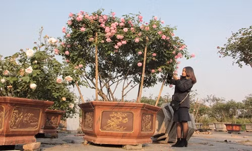 Các giống hồng cổ như hồng Quế, hồng Đào, hồng Nam Định, hồng leo Hải Phòng, hồng Sapa, hồng Bạch Xếp, hồng Bạch Vân Khôi đều có thể tìm thấy ở vườn hồng của Trang.