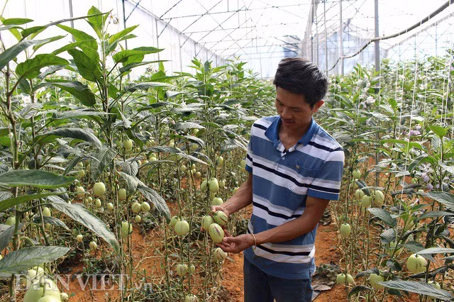 Không trồng những loại to lớn như ông Phan, anh Nguyễn Định lại trồng những quả dưa hấu pepino để du khách chiêm ngưỡng. Du khách có thể mua và ăn tại vườn với giá 70 nghìn đồng/kg.