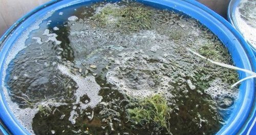 Chi phí đầu tư ban đầu để trồng rong nho từ 50 - 70 triệu đồng. Ảnh: TTXVN.