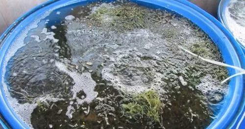 Chi phí đầu tư ban đầu để trồng rong nho từ 50 - 70 triệu đồng. Ảnh: TTXVN.